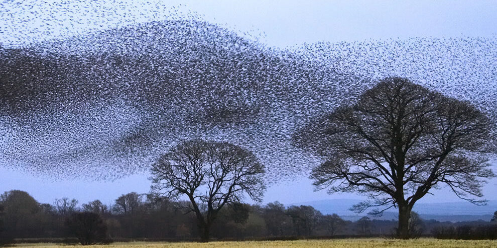 Flock-of-Starlings-over-Scotland