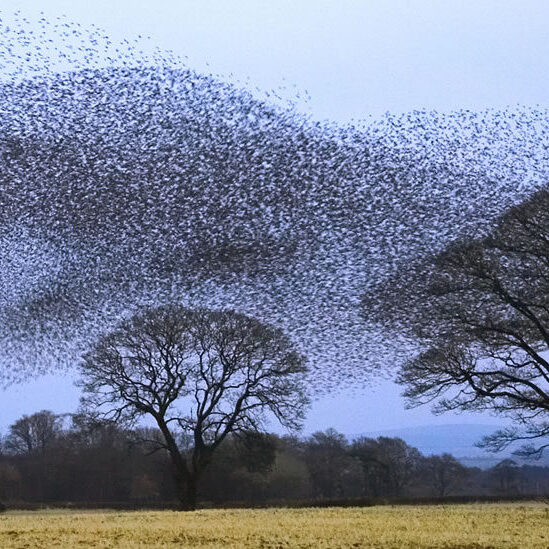 Flock-of-Starlings-over-Scotland